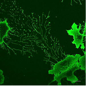 ABUIABACGAAg55SFswYo-pPzeDDwHziAGA